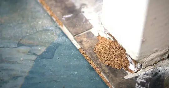 droppings from drywood termites